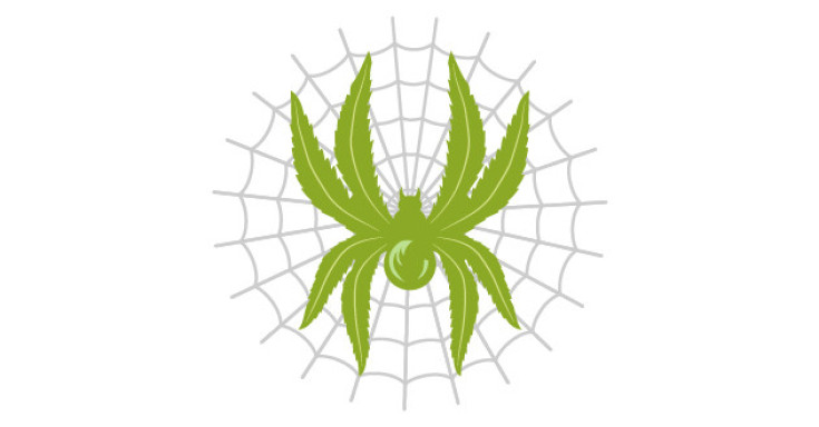 Какой сорт конопли White Widow лучше