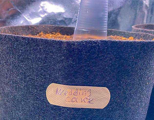 Проращивание сорта Wedding Cake Auto