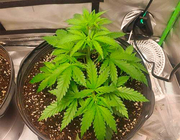 Марихуана на 6 неделе выращивания