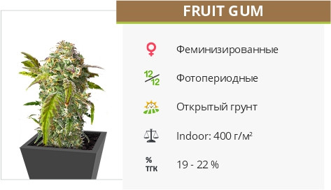 Fruit Gum от UKHTA420