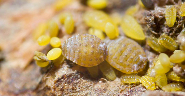 Маленькие желтые насекомые