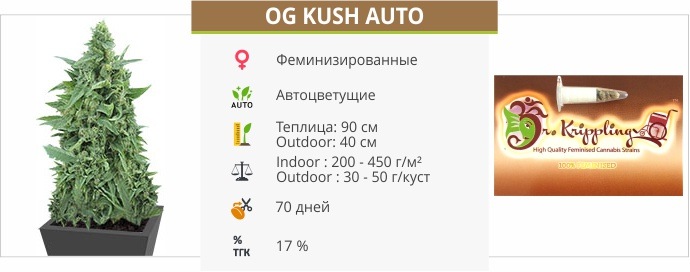 OG Kush Auto