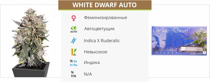 White Dwarf Auto