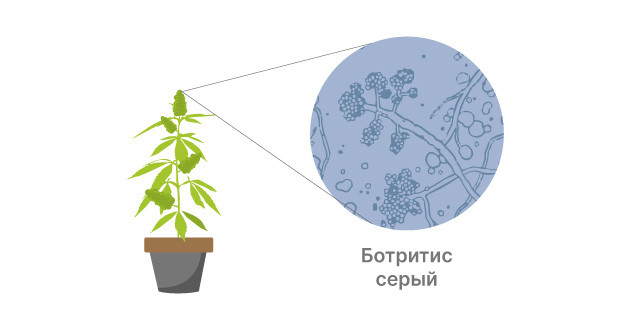 Ботритис серый на соцветиях конопли