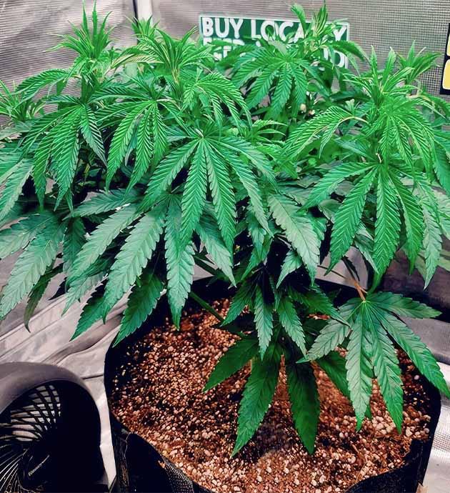 5 неделя выращивания конопли