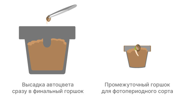 Семена автоцвета и фотопериодного сортов