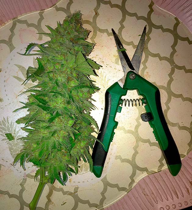 Впечатления от грова Собранный урожай Grandaddy Purple