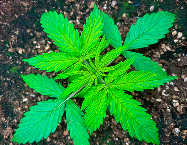 Недостаток магния у конопли 3 неделя роста марихуаны