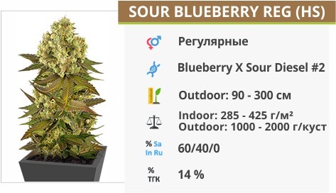 Sour Blueberry reg