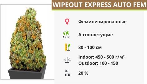 Wipeout Express auto fem (Heavyweight Seeds)