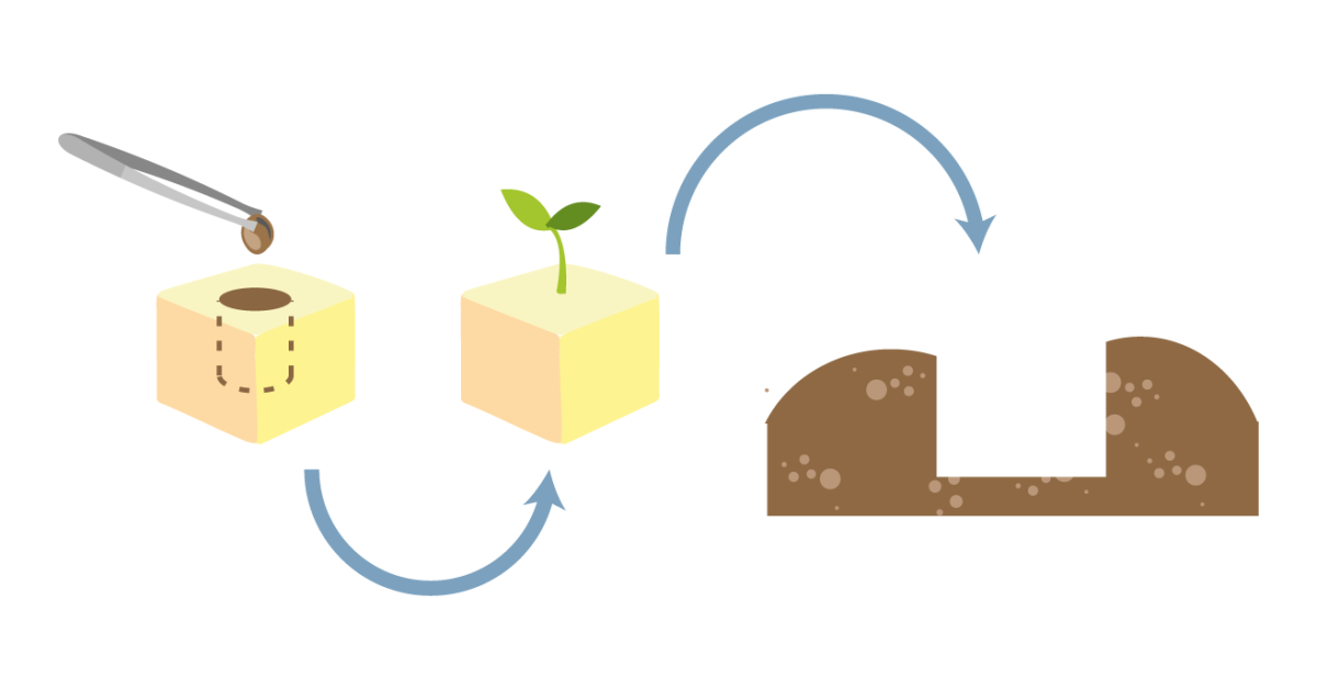 Проращивание в минеральной вате