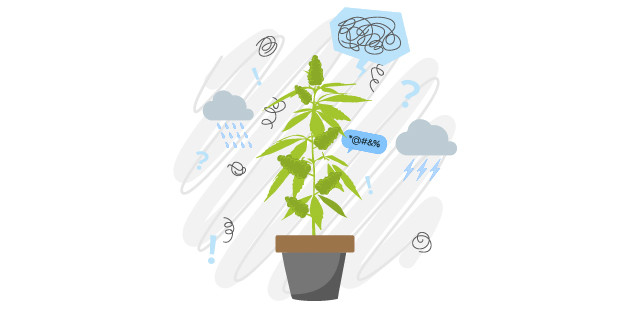 Конопля гермафродит