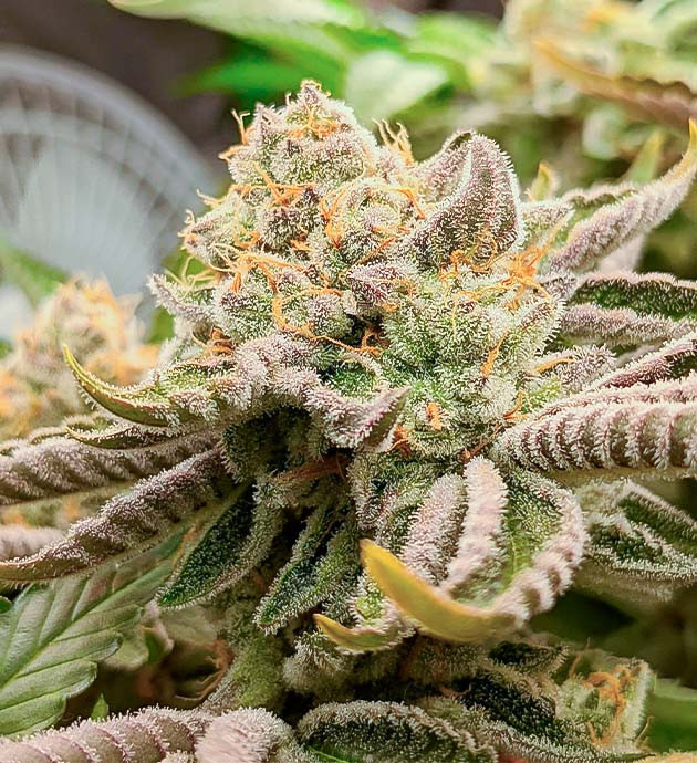 Последний этап роста конопли и подготовка харвесту Развитие марихуаны: оценка зрелости и подготовка к срезу