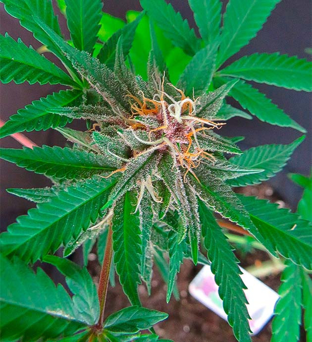 Сорт конопли перед харвестом Grandmommy Purple