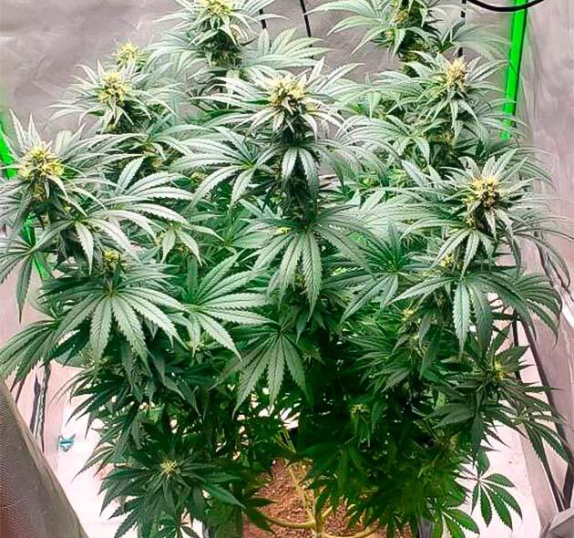 Конопля на 13 - 14 неделе роста