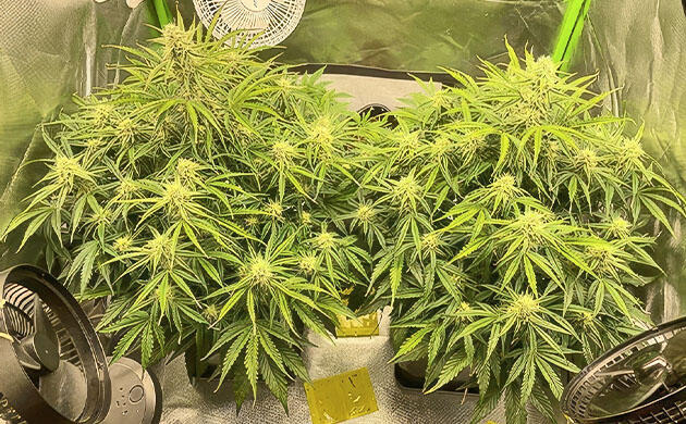 Каннабис на седьмой неделе с обрезкой листвы