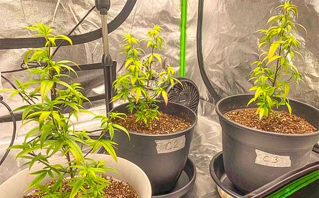 Подкормка клонов после пересадки 7 неделя роста конопли