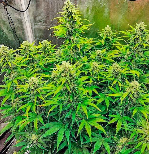 Конопля перед харвестом