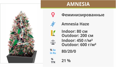 описание сорта Amnesia Amnesia