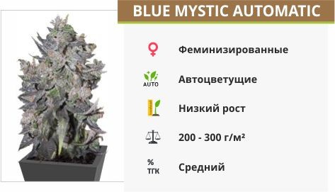 Blue Mystic Automatic (Nirvana Seeds)