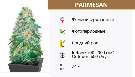 Parmesan от Victory Seeds