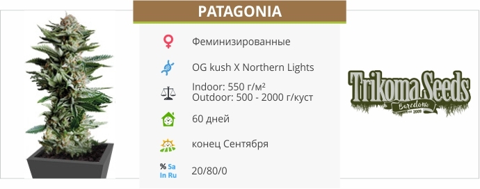 Patagonia описание сорта Patagonia