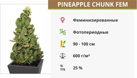 Сорт марихуаны Pineapple Chunk Pineapple Chunk fem (Barney's Farm)