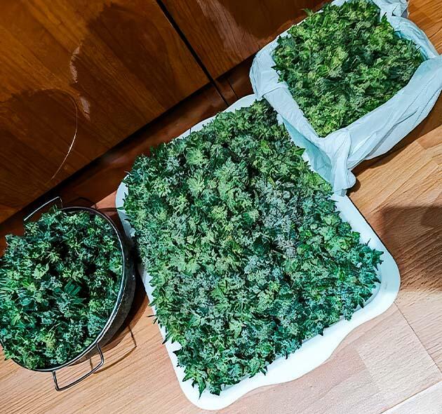 Собранные шишки марихуаны