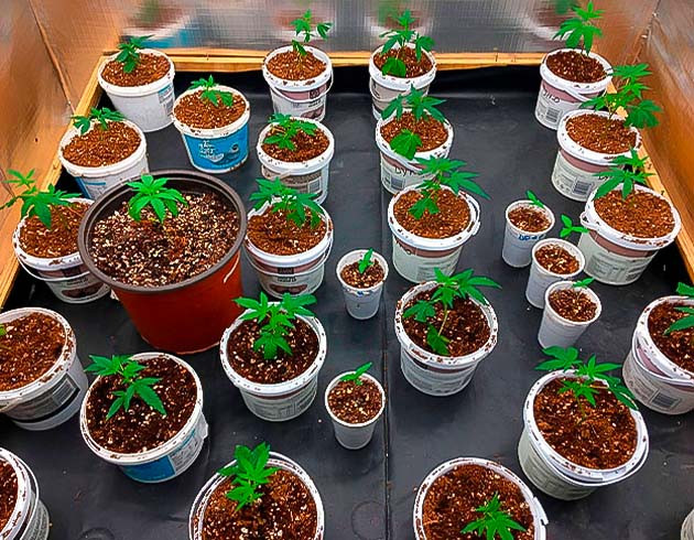 Вторая неделя роста Godzilla Glue #4 с микоризой