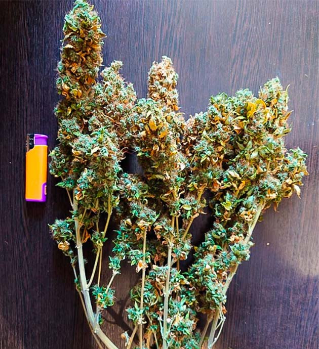 Собранный урожай Blueberry OG