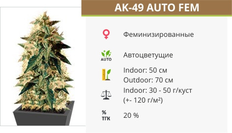 AK-49 Auto от Vision Seeds