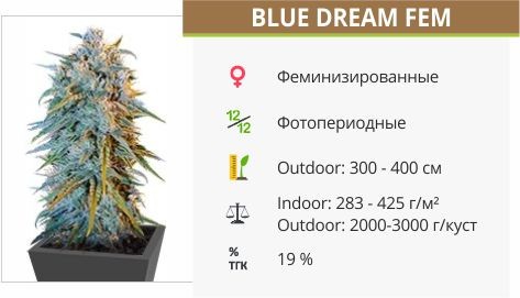 Blue Dream fem (Humboldt Seeds)