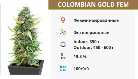 Colombian Gold fem от World of Seeds