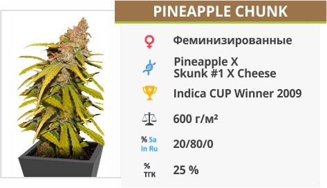описание сорта Pineapple Chunk