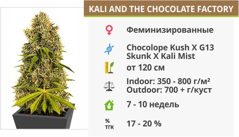 описание сорта Kali And The Chocolate Factory описание сорта Kali And The Chocolate Factory