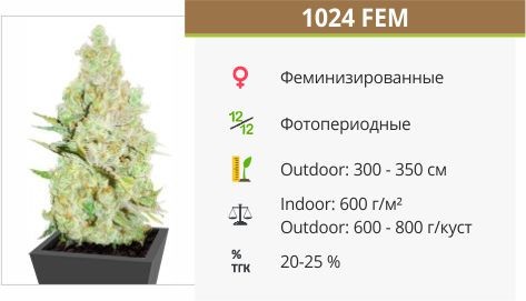 1024 fem (Medical Seeds)
