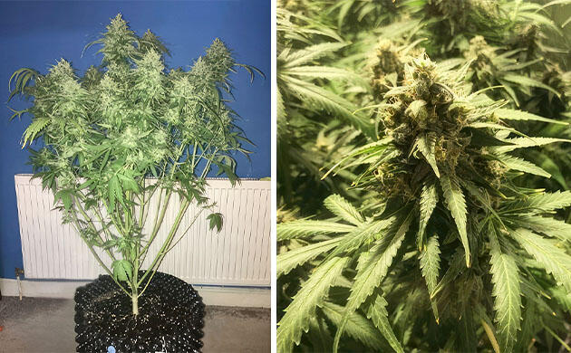 Завершение цикла цветения каннабиса