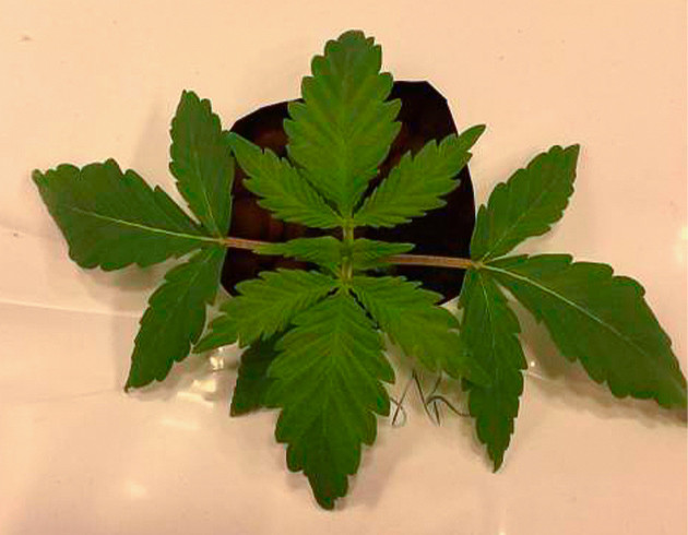 Формирование первой пары листьев