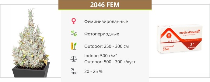 Сорт конопли 2046 2046 fem от Medical Seeds