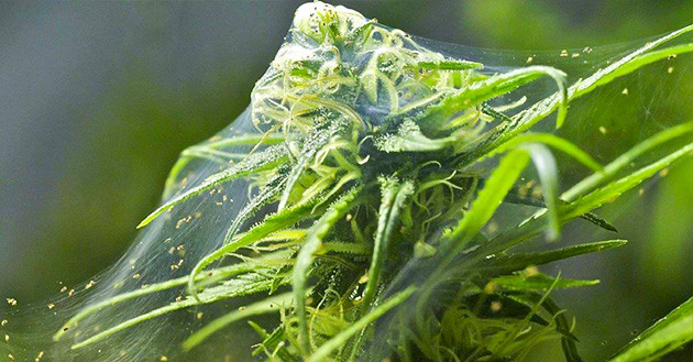 Соцветие конопли в паутине