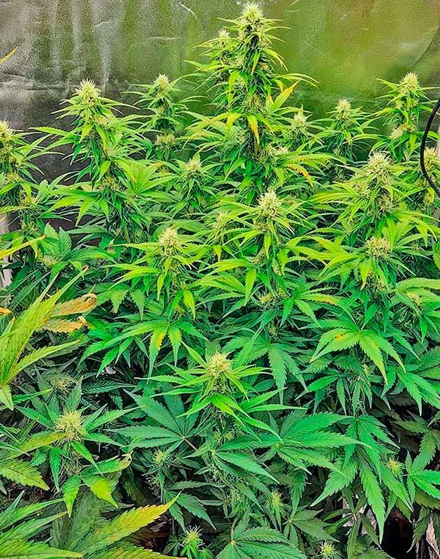 Появление коричневых пятен у конопли