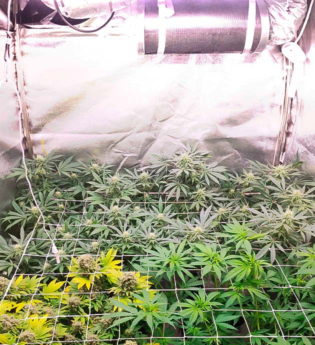 Начало цветения марихуаны Куст Grandaddy Purple на 6 неделе