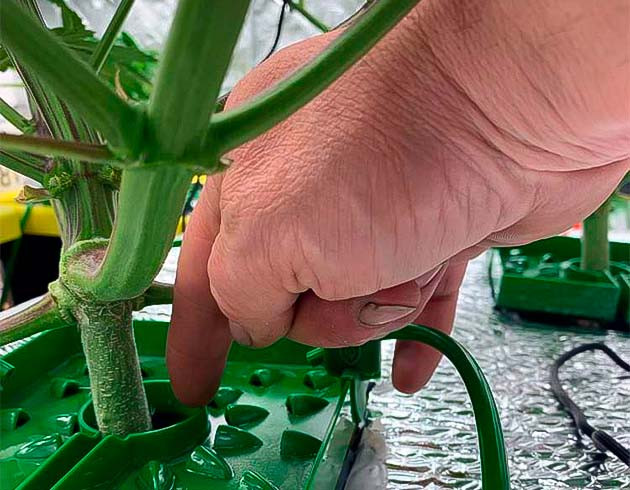 Появление пурпурного оттенка на стебле конопли