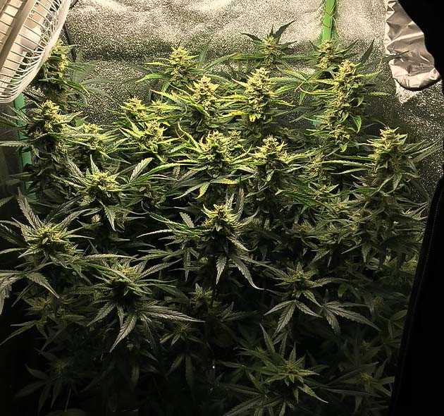 Цветущий куст Lemon Pie