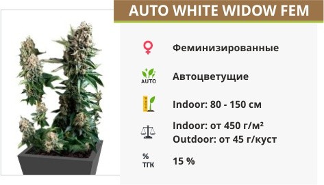 Auto White Widow fem (Pyramid Seeds)
