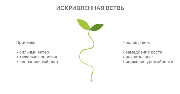 Почему гнуться ветки кустов конопли Последствия кривых веток для урожая