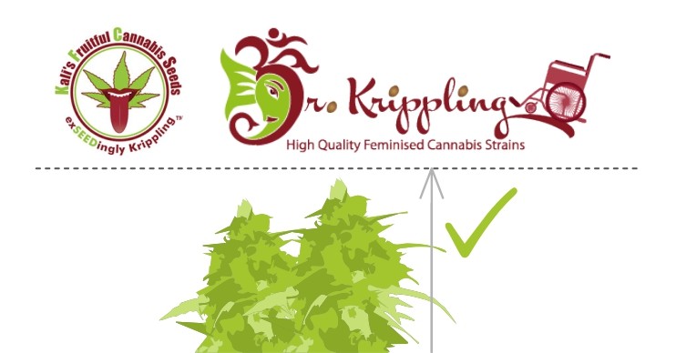 Невысокие сорта от Dr. Krippling и KFC Seeds Невысокие сорта от Dr. Krippling и KFC Seeds