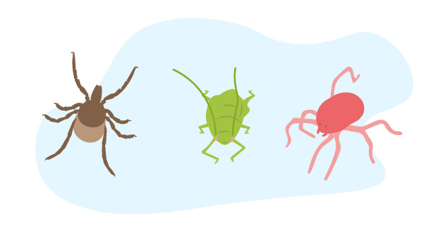 Три вредителя конопли