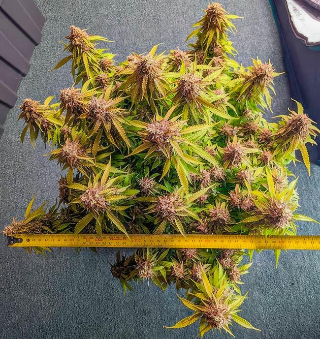 Марихуана с лёгким фиолетовым оттенком