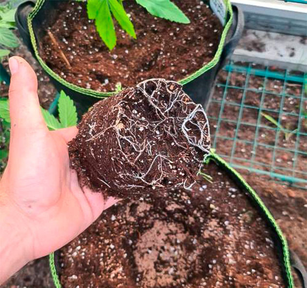 Развитие конопли на 2 неделе Корень конопли на 2 неделе